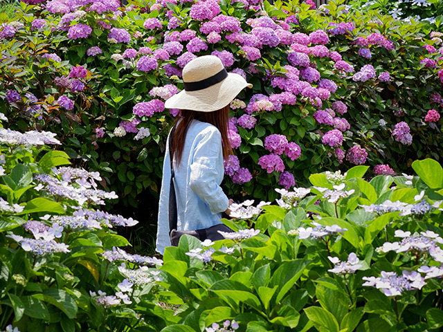 フラワーフェスティバル開催のお知らせ